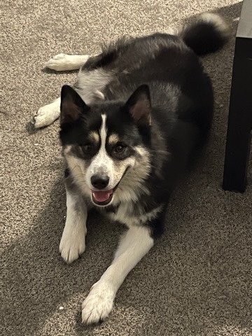Siberian Husky – male pomski