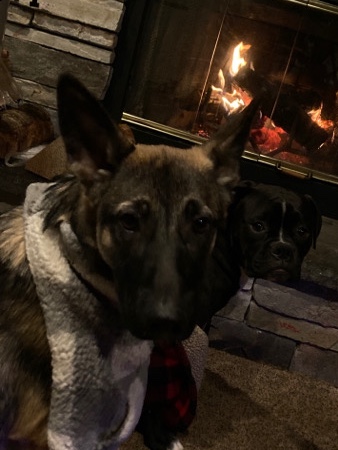 German Shepherd – Baby German shepherd