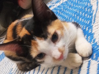 calico
