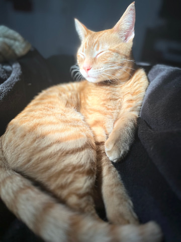 Russian White, Black and Tabby – cat for sell!
