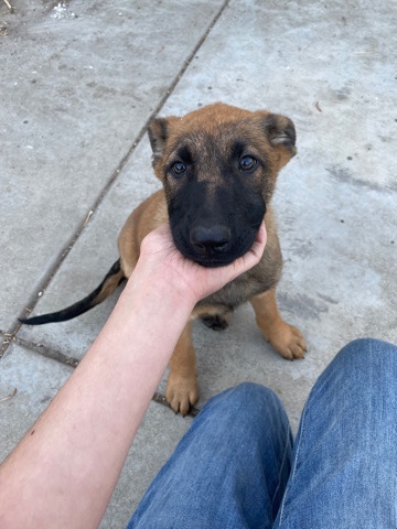 Belgian Shepherd Dog (Malinois) – Belgian malinois