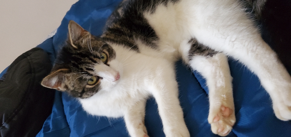 Rehome pet