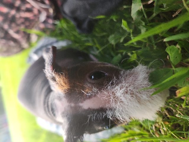 hairless guinea pig- sweet, but not able to give the best home