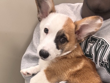 Mylo - Pembroke Welsh Corgi