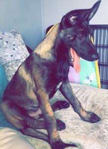Belgian Shepherd Dog (Malinois) – Belgian malinois