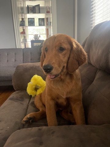 Golden Retriever – Golden Retriever Puppy