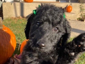 Standard poodle