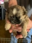 Shih Tzu Puppies