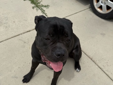 Cane Corso – Black Cane Corso for sale! – Tooele