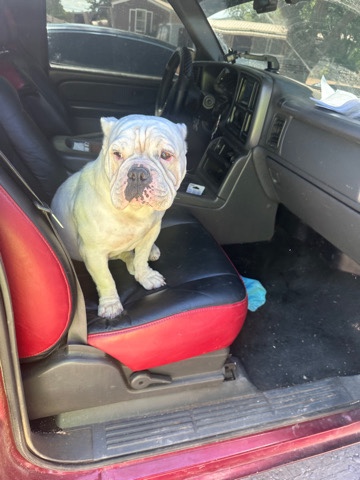 American Bulldog – bulldog