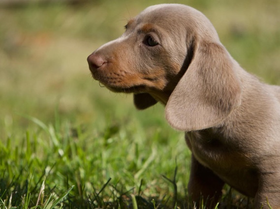 Dachshund – MiniaturE dachshund boy Isabella and tan. long hair carrier – Bangor