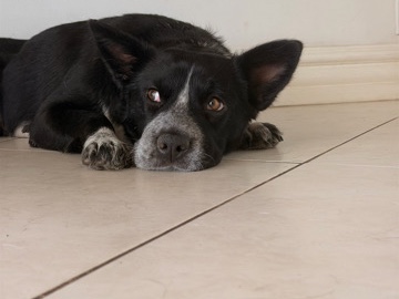 Australian Cattle Dog – Meet LittleBear – Los Angeles