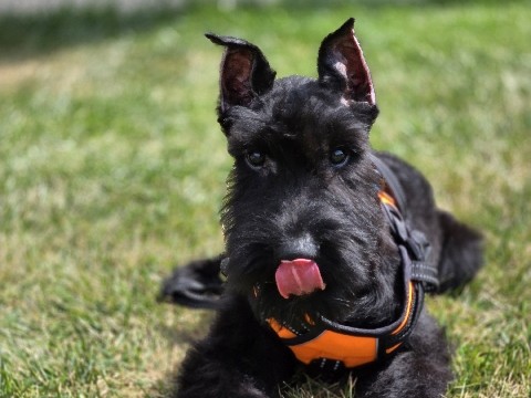 Giant Schnauzer – 3 month old Giant Schnauzer