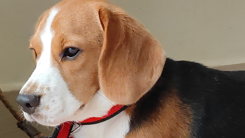 Beagle – Beagle puppy for sale. (female)