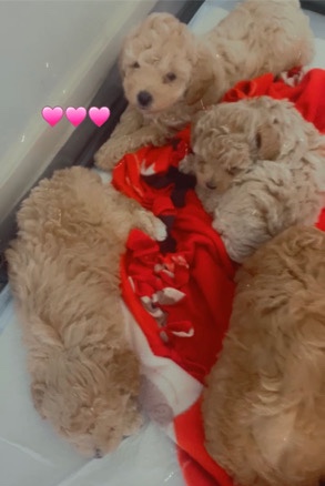 Poodle – Toy poodles