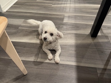 Maltipoo – maltipoo / poodle mix (rehome) – Santa Clarita