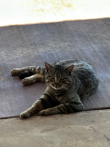 Russian White, Black and Tabby – Free Tabby Cat