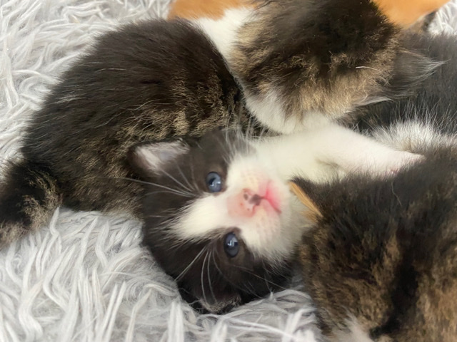 kittens
