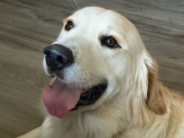 Golden Retriever – Purebred Golden Retriever Puppy for Sale in Enfield – Enfield