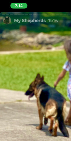 German Shepherd – German Shepherd puppy
