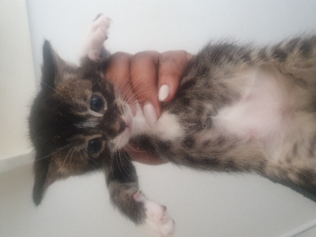 Bengal – Beautiful Bengal Kittens 😸