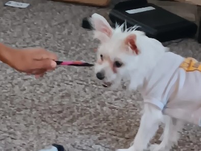 Maltese – Maltese