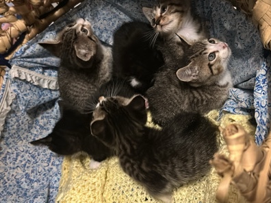 American Shorthair – baby kittens 8 weeks old CASH ONLY AND PICK UP ONLY – Deerfield Beach