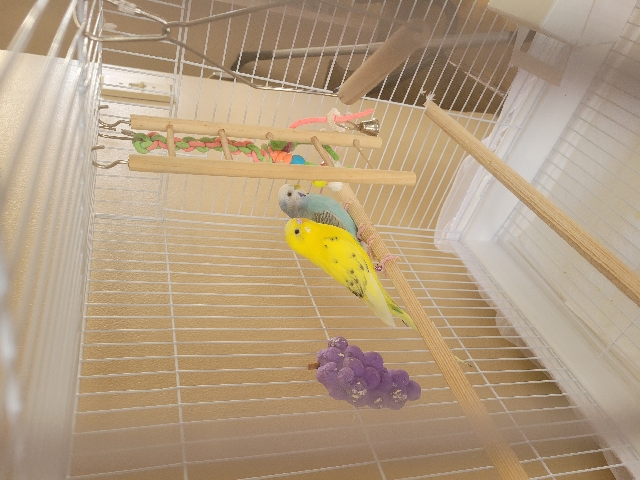 Parakeets