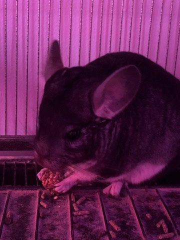 chinchilla – Male chinchilla