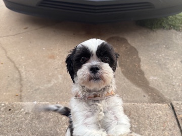 Shih Tzu – summer needs new home – Ozark