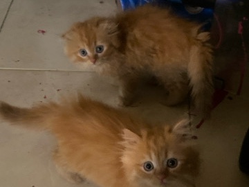 Scottish Fold – Scottishfold – Ajman