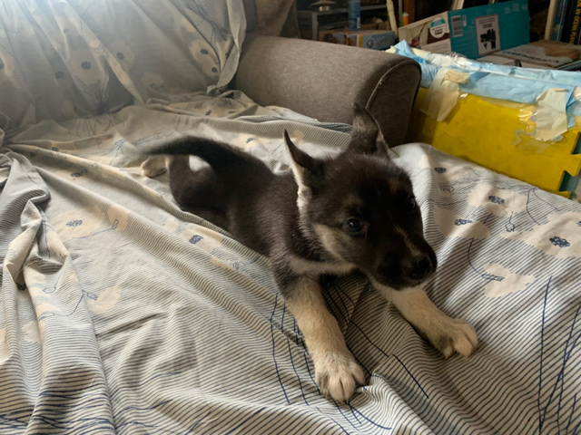 German Shepherd – German Shepherd/Huskie Mix Pup