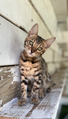 Bengal – Female Bengal kitten
