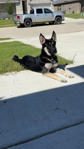 German Shepherd – German Shepard Husky mix puppy