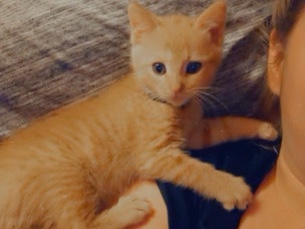 Orange kitten with blue eyes – Fayetteville