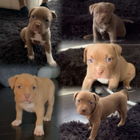 American Bulldog – 5 puppies for sale pocket bully mixed with terrier