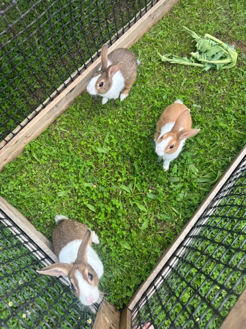 Rabbit