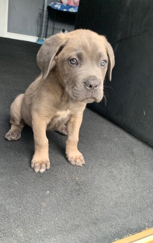 Cane Corso – Cane Corso champion breed vaccinated and microchipped