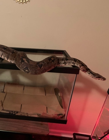 Female Columbia Boa Constrictor