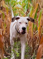 Great Dane – Bull Dane (georgie)