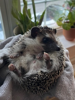 hedgehog – hedgehog
