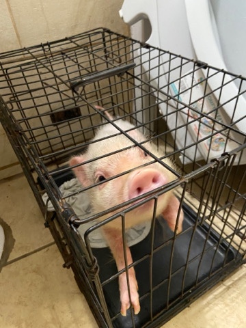 pig