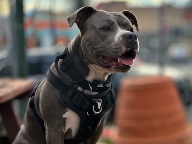Mixed Breed – Best Friend – Baltimore