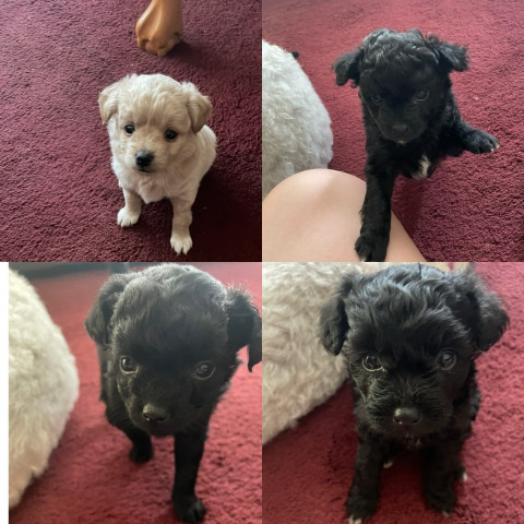 Poodle – Looking to Rehome 2 teacup poodle puppies