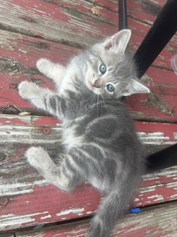 Kittens For Sale !!