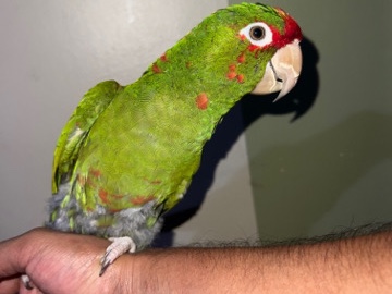 Parrot – mitred parrot – El Monte