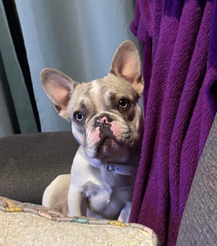 French Bulldog – French Bulldog