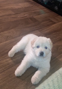 Great Pyrenees – selling puppy