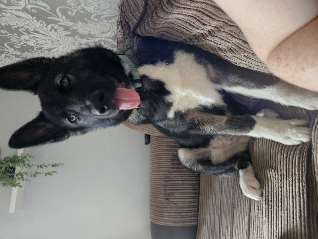 Siberian Husky – Male Huskita Puppy