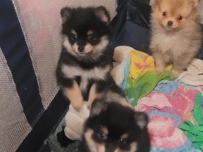 Pomeranian – Pomeranian Puppies – Cave Spring